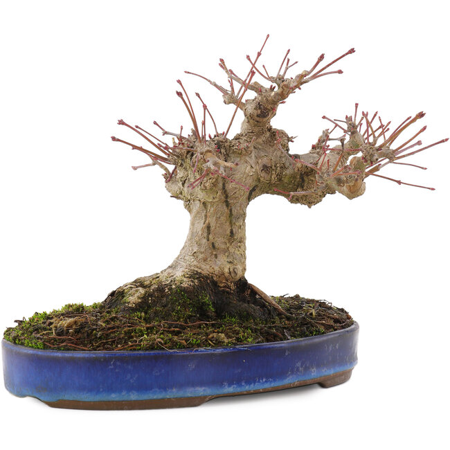 Acer palmatum, 17 cm, ± 20 años