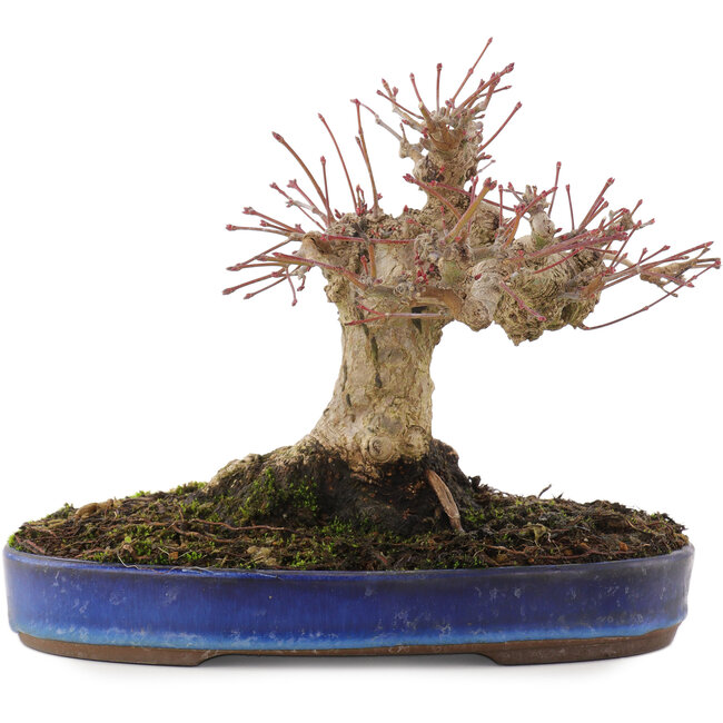 Acer palmatum, 17 cm, ± 20 Jahre alt