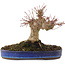 Acer palmatum, 17 cm, ± 20 years old