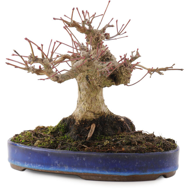 Acer palmatum, 17 cm, ± 20 Jahre alt