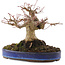 Acer palmatum, 17 cm, ± 20 years old