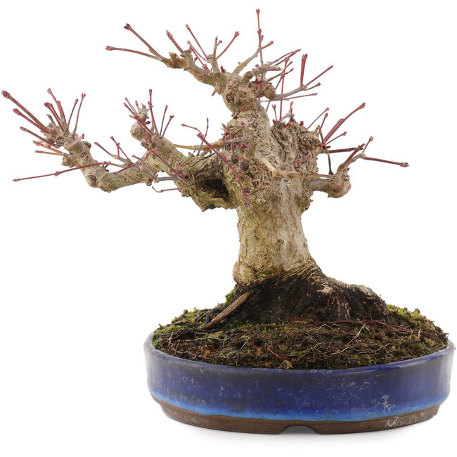 Acer palmatum, 17 cm, ± 20 jaar oud