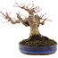 Acer palmatum, 17 cm, ± 20 ans