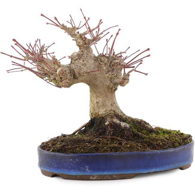 Acer palmatum, 17 cm, ± 20 jaar oud