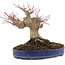Acer palmatum, 17 cm, ± 20 years old
