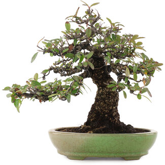  Hattori Tomoyuki Pyracantha, 26,5 cm, ± 35 ans