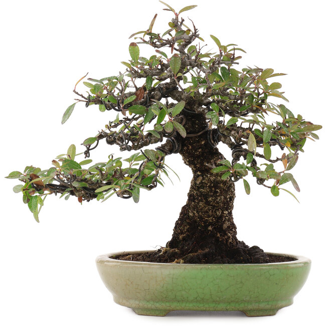 Pyracantha, 26,5 cm, ± 35 ans, dans un pot japonais fait main par Hattori