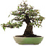Pyracantha, 26,5 cm, ± 35 ans, dans un pot japonais fait main par Hattori