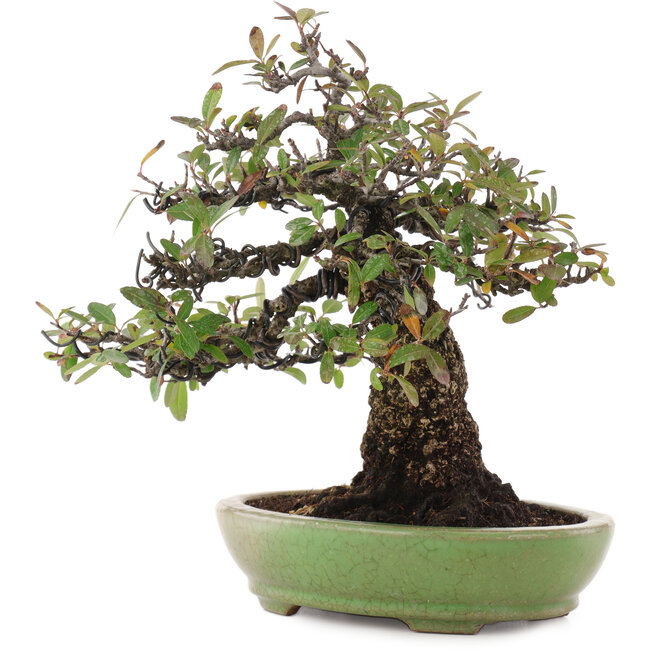 Pyracantha, 26,5 cm, ± 35 años, en una maceta japonesa hecha a mano por Hattori