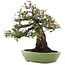 Pyracantha, 26,5 cm, ± 35 ans, dans un pot japonais fait main par Hattori