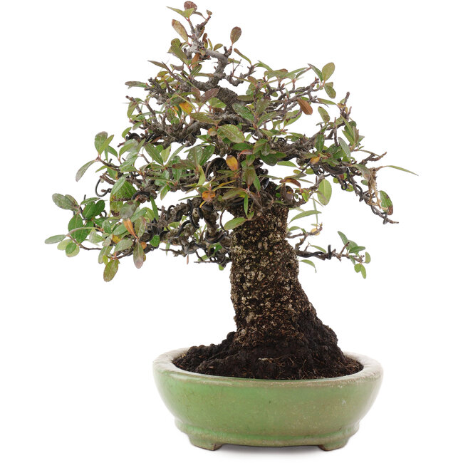 Pyracantha, 26,5 cm, ± 35 ans, dans un pot japonais fait main par Hattori