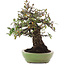Pyracantha, 26,5 cm, ± 35 ans, dans un pot japonais fait main par Hattori