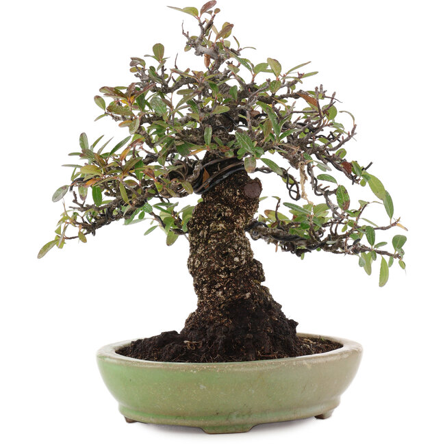 Pyracantha, 26,5 cm, ± 35 ans, dans un pot japonais fait main par Hattori