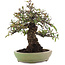 Pyracantha, 26,5 cm, ± 35 ans, dans un pot japonais fait main par Hattori