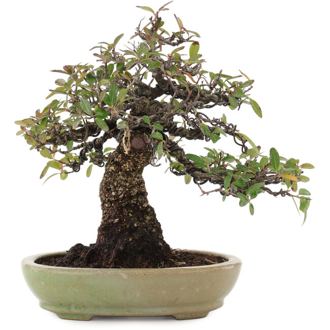 Pyracantha, 26,5 cm, ± 35 anni, in un vaso giapponese fatto a mano da Hattori