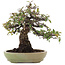 Pyracantha, 26,5 cm, ± 35 ans, dans un pot japonais fait main par Hattori