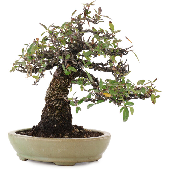 Pyracantha, 26,5 cm, ± 35 años, en una maceta japonesa hecha a mano por Hattori