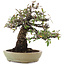 Pyracantha, 26,5 cm, ± 35 ans, dans un pot japonais fait main par Hattori