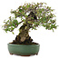 Pyracantha, 24 cm, ± 25 jaar oud