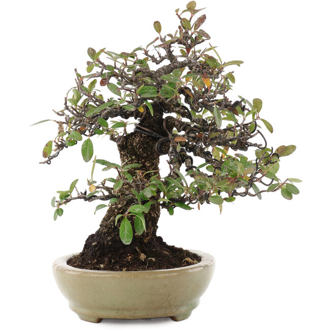Pyracantha, 26,5 cm, ± 35 anni, in un vaso giapponese fatto a mano da Hattori