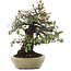 Pyracantha, 26,5 cm, ± 35 ans, dans un pot japonais fait main par Hattori