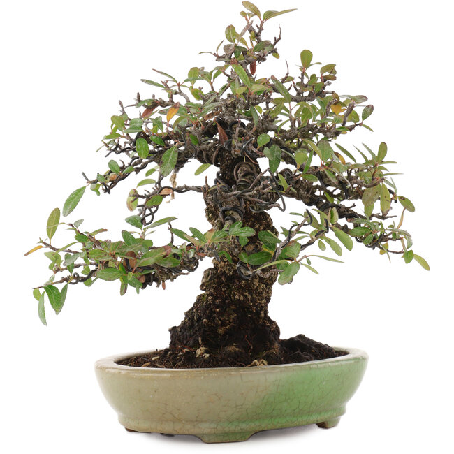 Pyracantha, 26,5 cm, ± 35 anni, in un vaso giapponese fatto a mano da Hattori