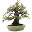 Pyracantha, 26,5 cm, ± 35 ans, dans un pot japonais fait main par Hattori