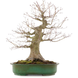  Yamafusa - Takehiko Koie Acer palmatum, 57 cm, ± 25 jaar oud