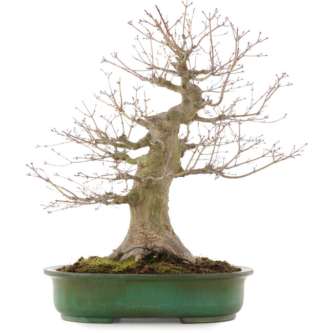 Acer palmatum, 57 cm, ± 25 años, en maceta japonesa hecha a mano por Yamafusa