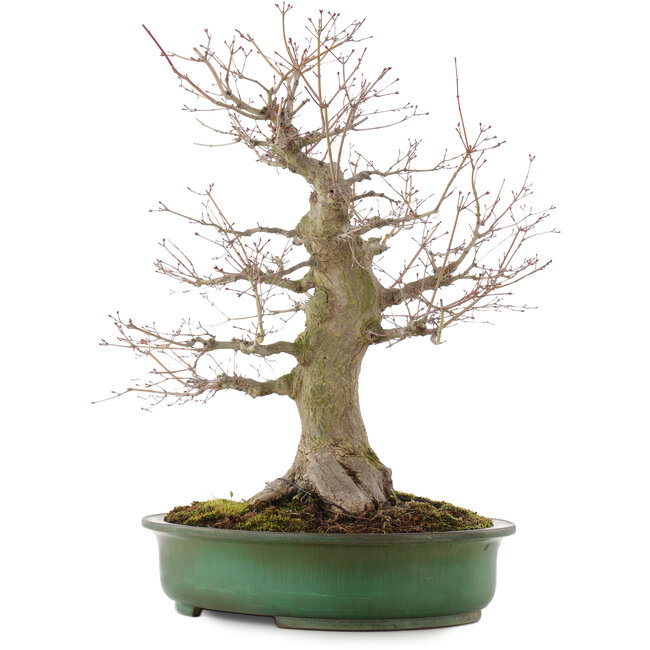 Acer palmatum, 57 cm, ± 25 anni, in un vaso giapponese fatto a mano da Yamafusa