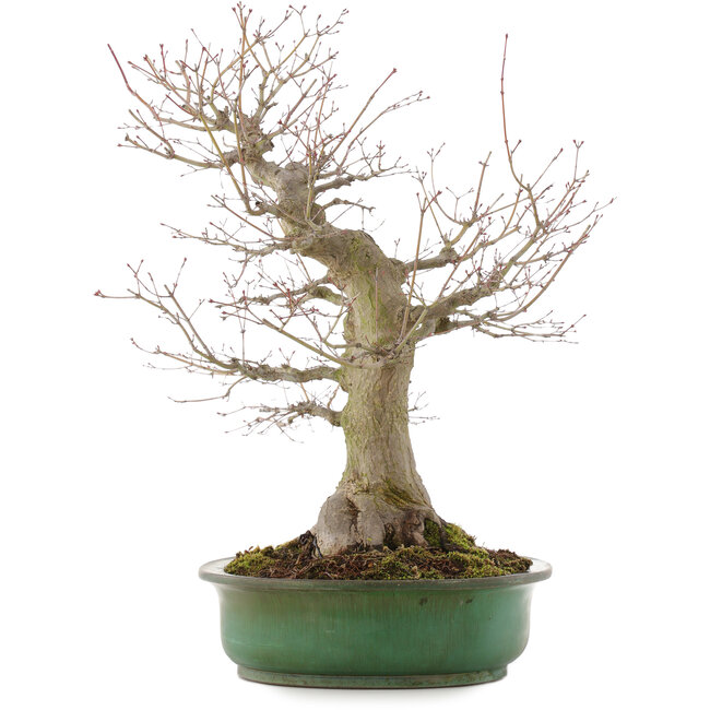 Acer palmatum, 57 cm, ± 25 años, en maceta japonesa hecha a mano por Yamafusa