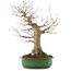 Acer palmatum, 57 cm, ± 25 años, en maceta japonesa hecha a mano por Yamafusa