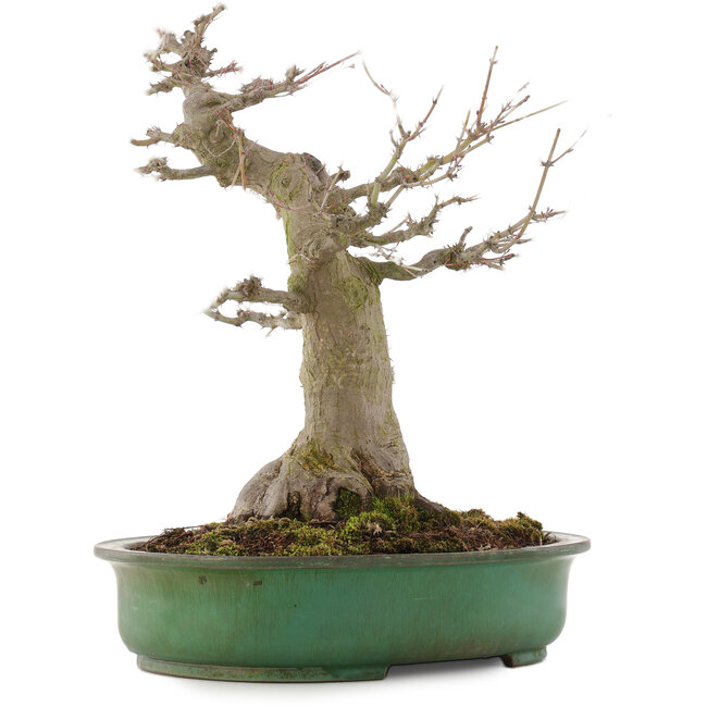 Acer palmatum, 57 cm, ± 25 años, en maceta japonesa hecha a mano por Yamafusa