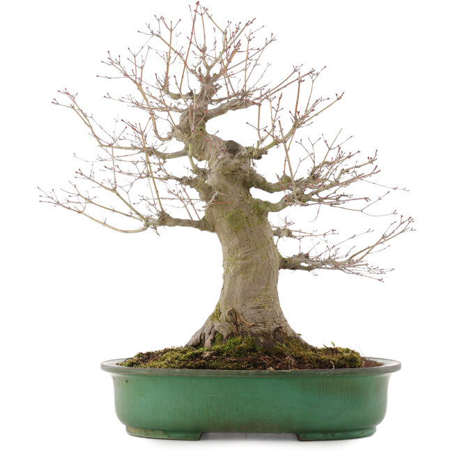 Acer palmatum, 57 cm, ± 25 jaar oud, in handgemaakte Japanse pot van Yamafusa