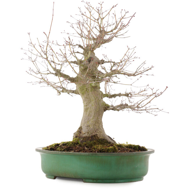 Acer palmatum, 57 cm, ± 25 años, en maceta japonesa hecha a mano por Yamafusa