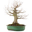 Acer palmatum, 57 cm, ± 25 years old, in a handmade Japanese pot by Yamafusa