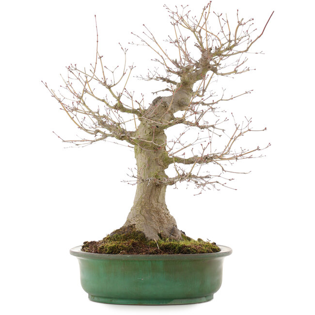 Acer palmatum, 57 cm, ± 25 jaar oud, in handgemaakte Japanse pot van Yamafusa
