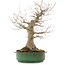 Acer palmatum, 57 cm, ± 25 años, en maceta japonesa hecha a mano por Yamafusa