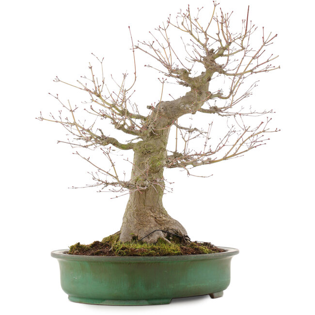 Acer palmatum, 57 cm, ± 25 years old, in a handmade Japanese pot by Yamafusa