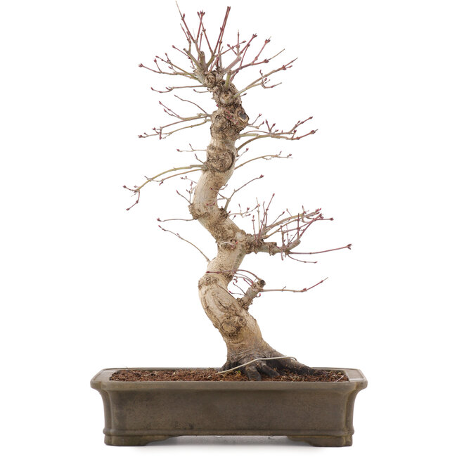 Acer palmatum Deshojo, 42,5 cm, ± 15 ans