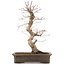Acer palmatum Deshojo, 42,5 cm, ± 15 años