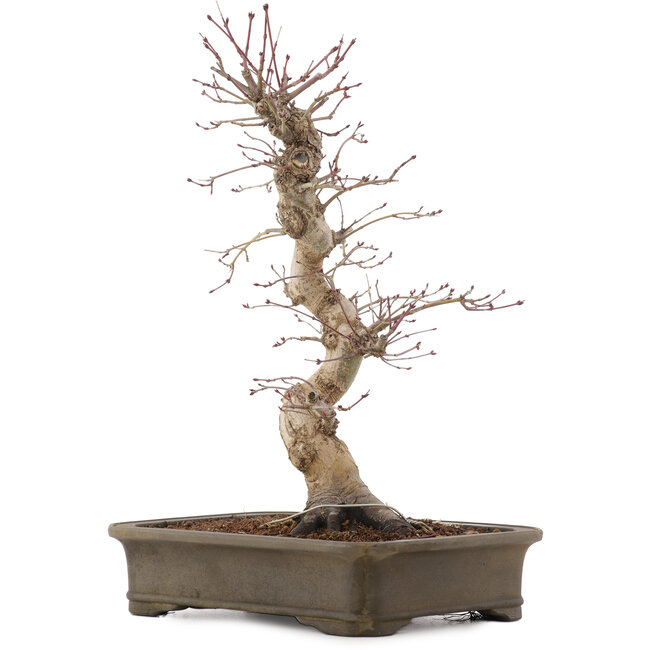 Acer palmatum Deshojo, 42,5 cm, ± 15 anni