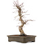 Acer palmatum Deshojo, 42,5 cm, ± 15 jaar oud