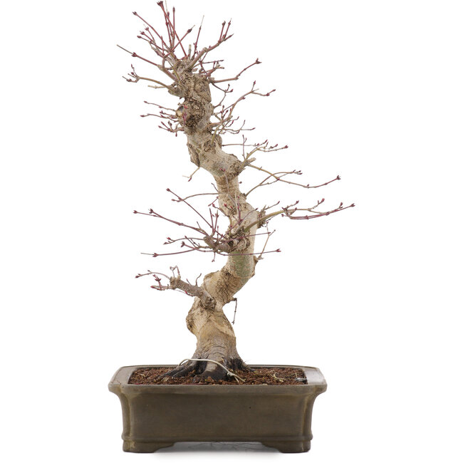 Acer palmatum Deshojo, 42,5 cm, ± 15 Jahre alt