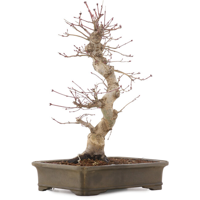 Acer palmatum Deshojo, 42,5 cm, ± 15 ans