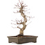 Acer palmatum Deshojo, 42,5 cm, ± 15 ans