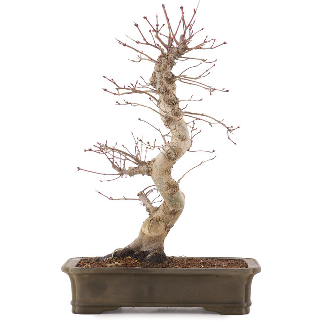 Acer palmatum Deshojo, 42,5 cm, ± 15 ans