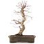 Acer palmatum Deshojo, 42,5 cm, ± 15 años