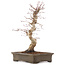 Acer palmatum Deshojo, 42,5 cm, ± 15 jaar oud