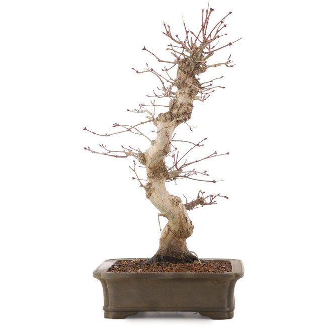 Acer palmatum Deshojo, 42,5 cm, ± 15 years old